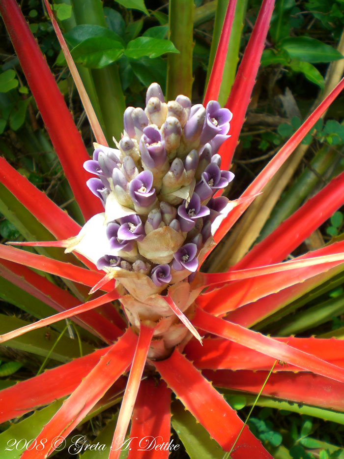 Bromelia antiacantha