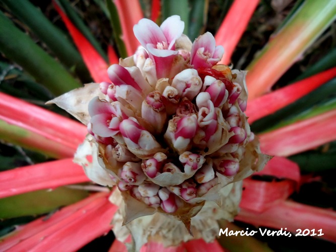 Bromelia antiacantha