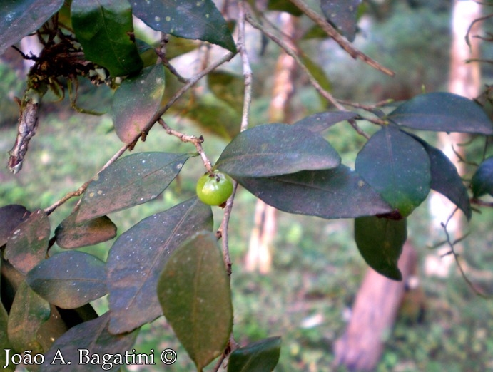 Sebastiania brasiliensis