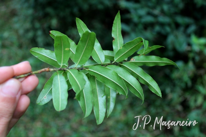 Agarista eucalyptoides