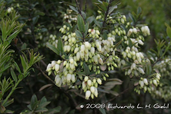 Agarista eucalyptoides