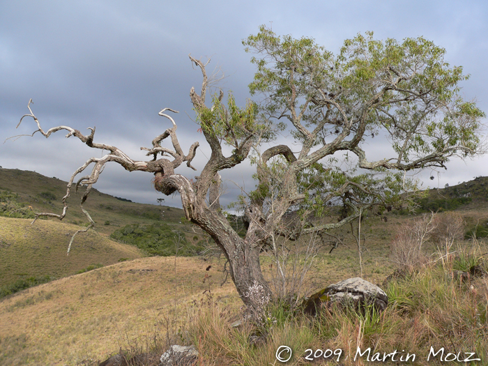 Agarista eucalyptoides