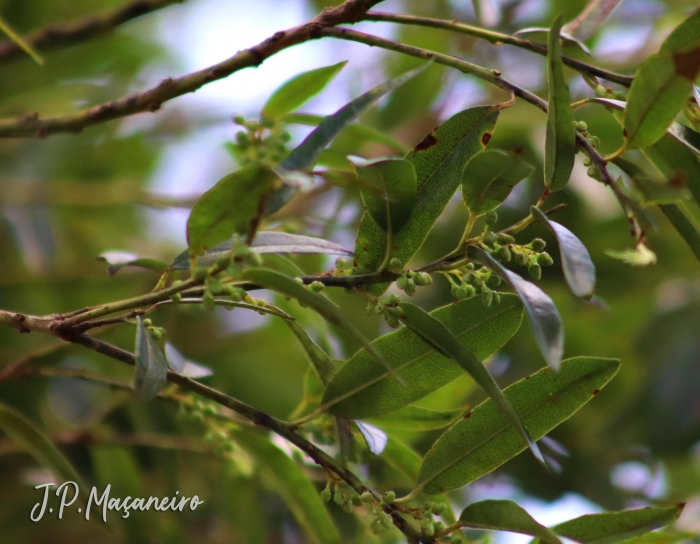 Agarista eucalyptoides