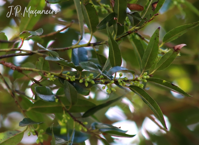 Agarista eucalyptoides