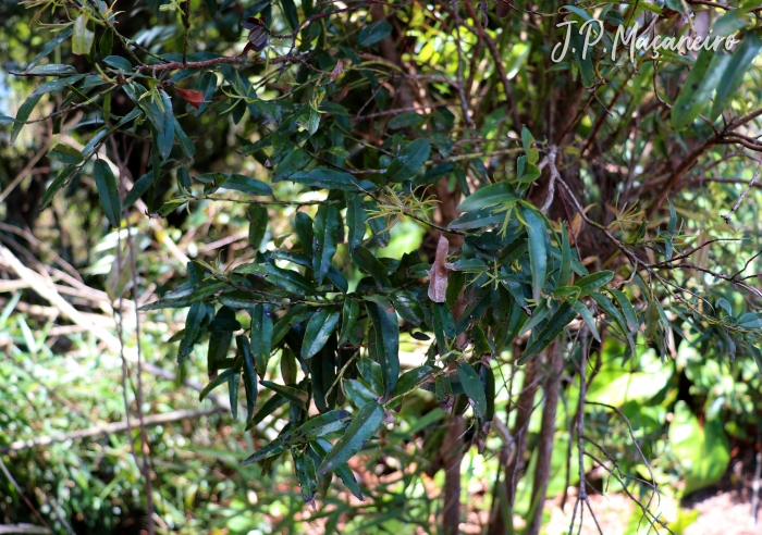 Agarista eucalyptoides