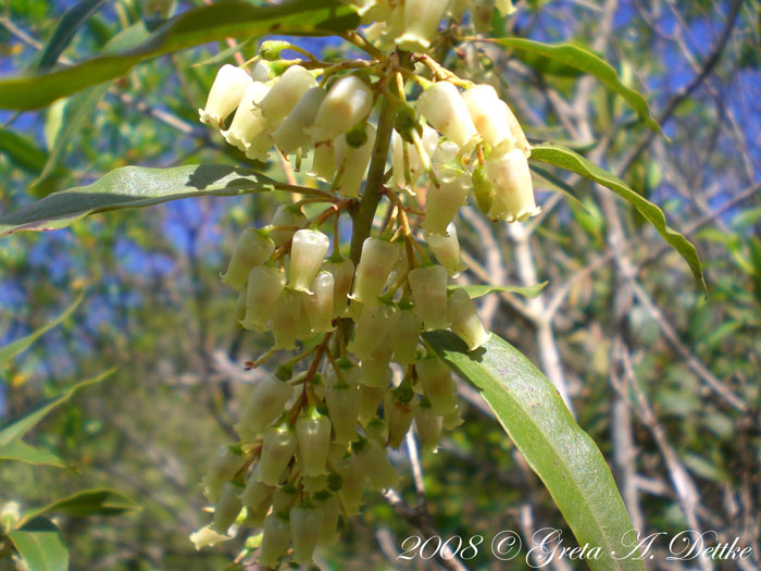 Agarista eucalyptoides