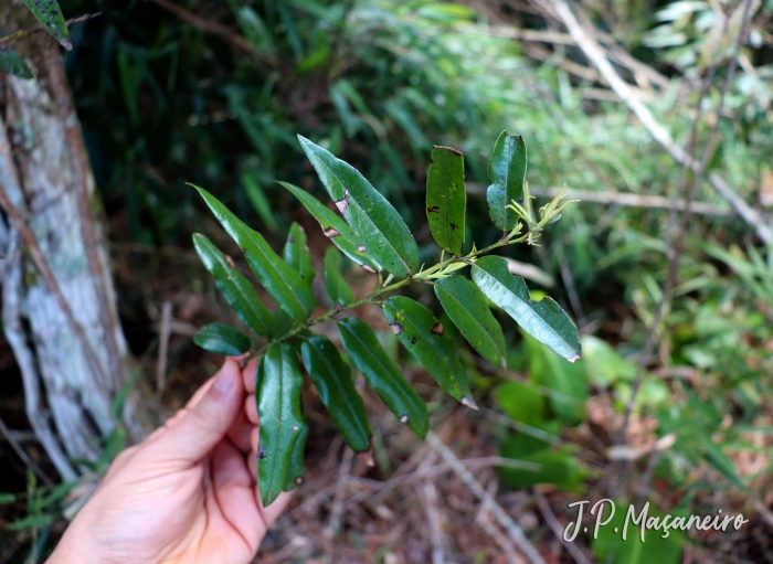 Agarista eucalyptoides