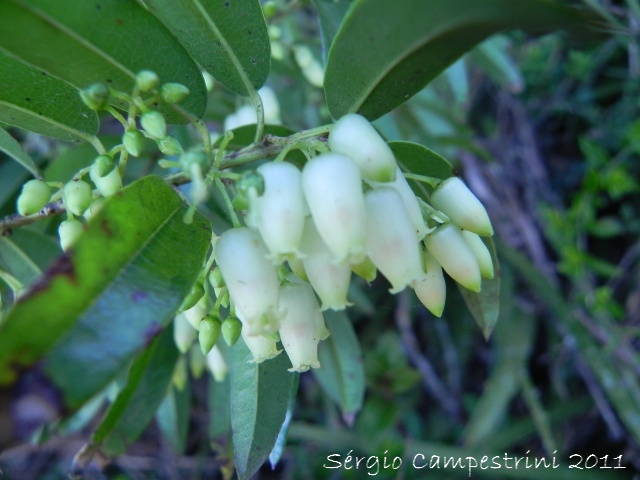 Agarista eucalyptoides