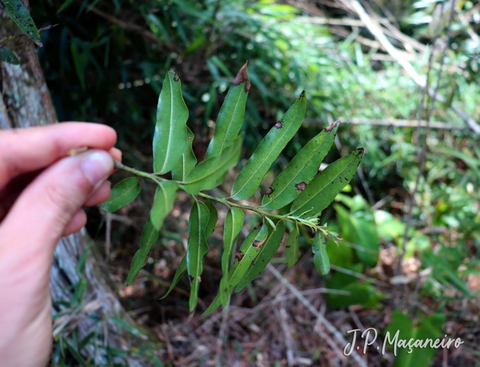 Agarista eucalyptoides