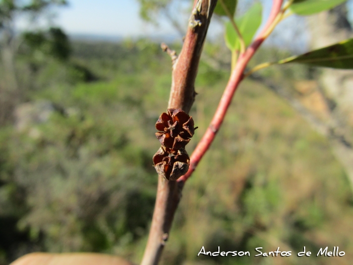 Agarista eucalyptoides