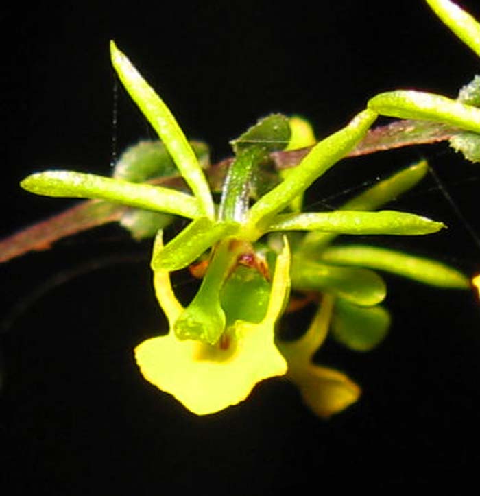 Platyrhiza quadricolor