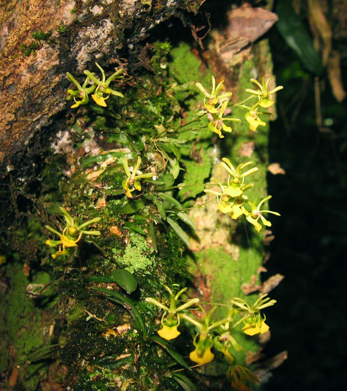 Platyrhiza quadricolor