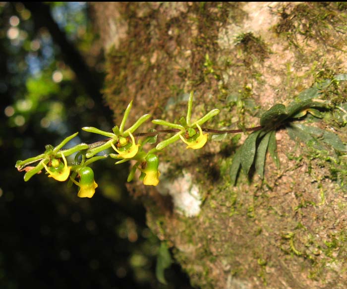 Platyrhiza quadricolor