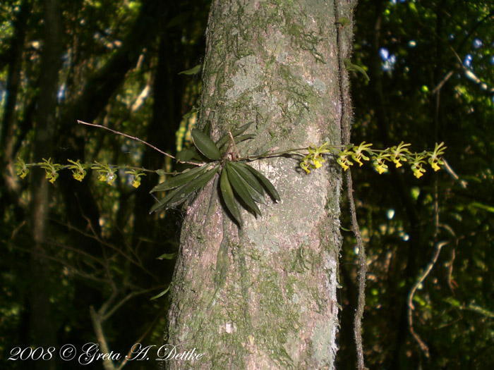 Platyrhiza quadricolor