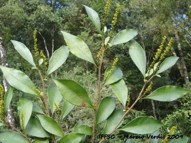 Sebastiania brasiliensis