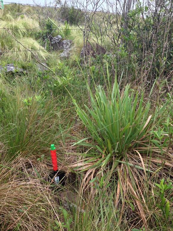 Thrasyopsis juergensii