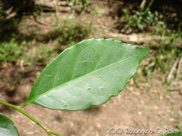 Sebastiania brasiliensis