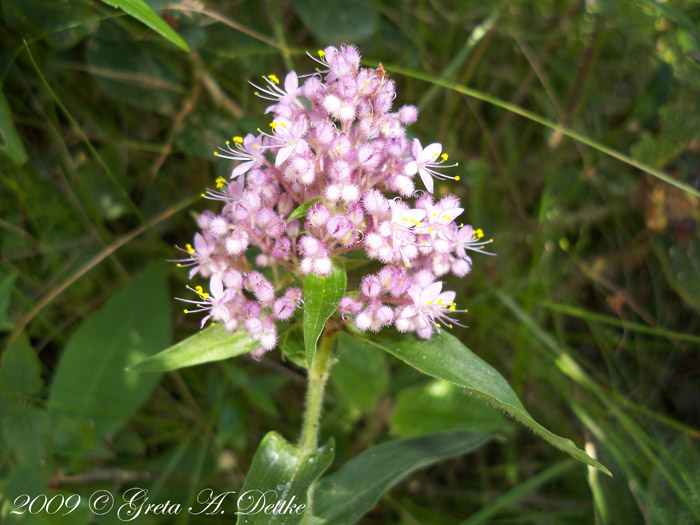 Floscopa glabrata