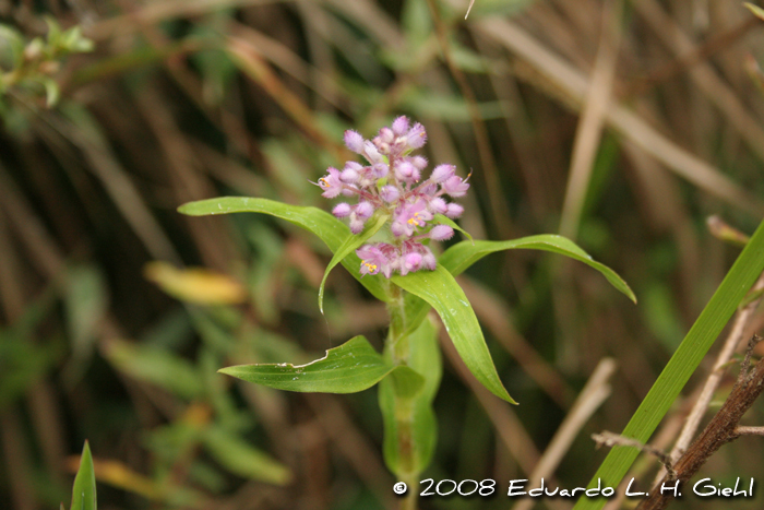 Floscopa glabrata