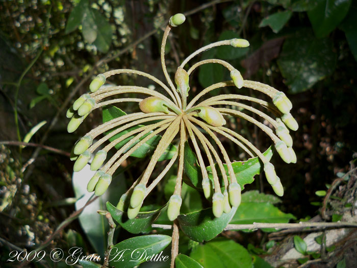 Marcgravia polyantha