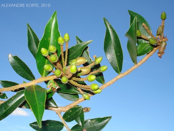 Marcgravia polyantha