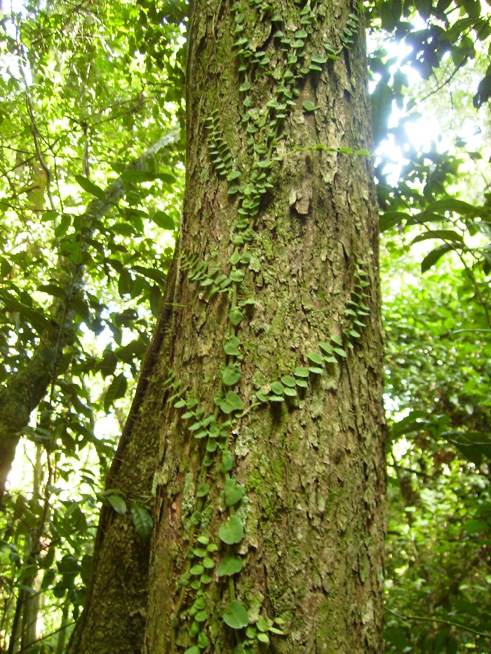 Marcgravia polyantha