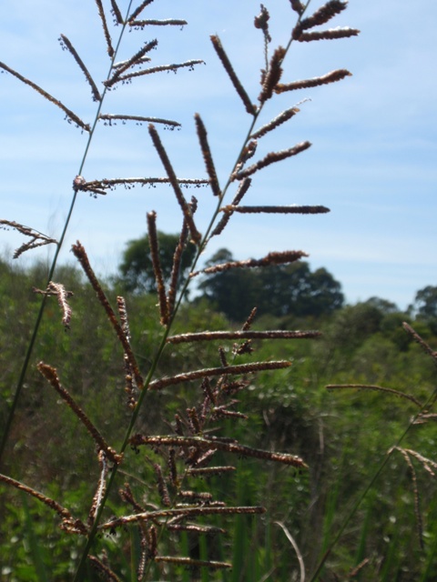 Paspalum quadrifarium