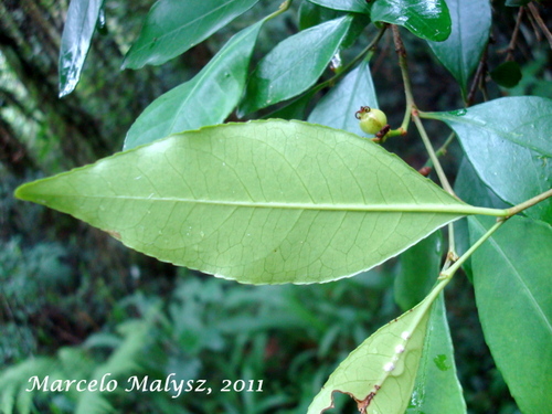 Sebastiania brasiliensis