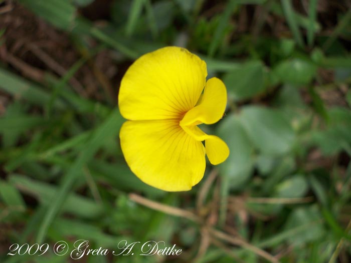 Arachis burkartii