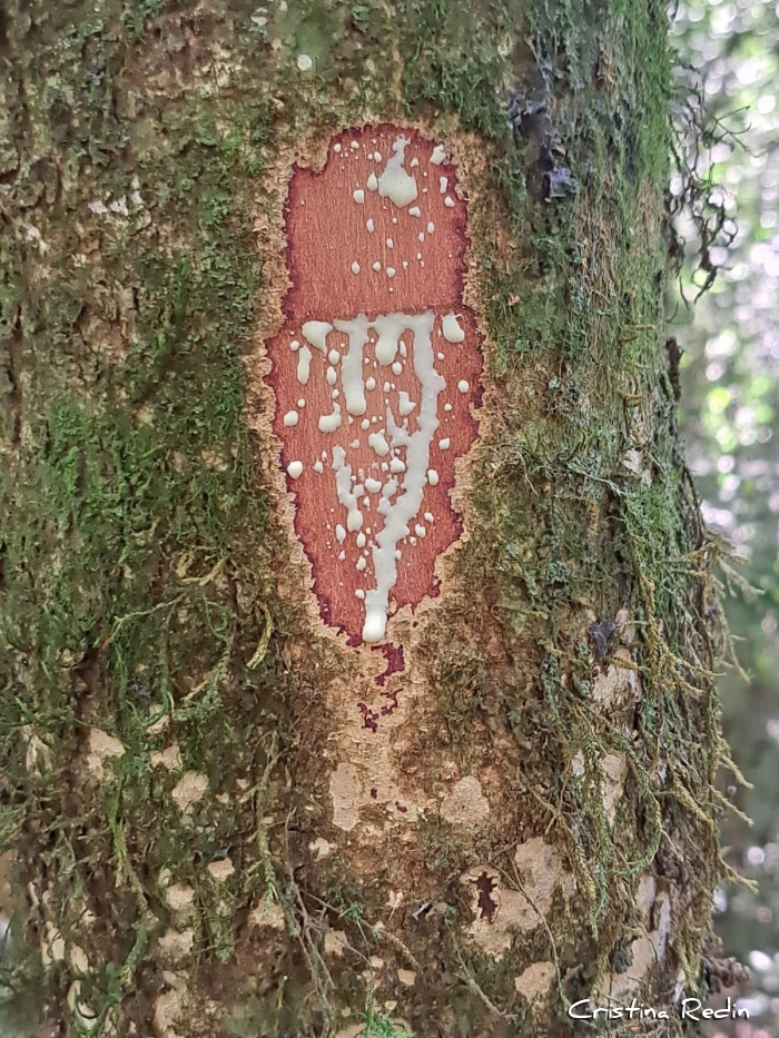 Sebastiania brasiliensis