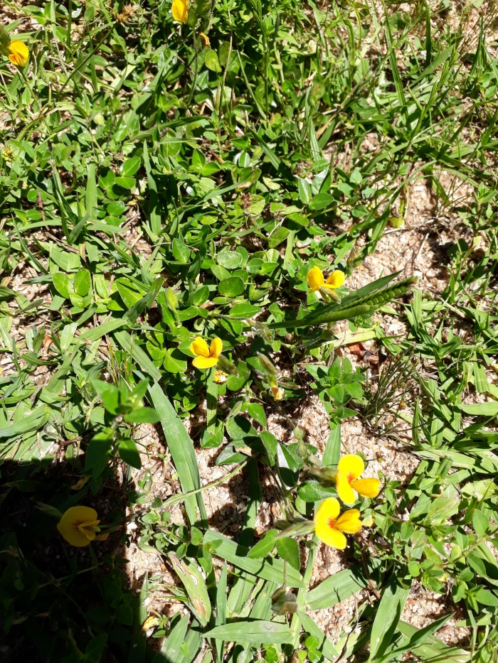 Arachis burkartii