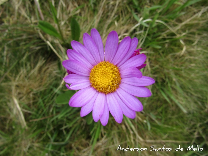 Senecio pulcher