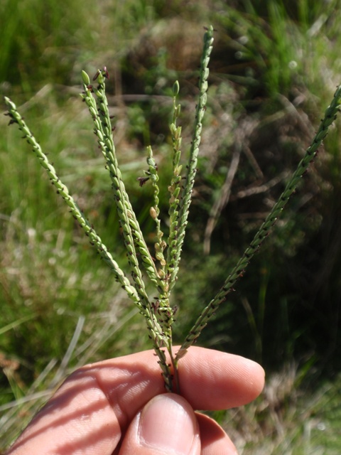 Paspalum equitans