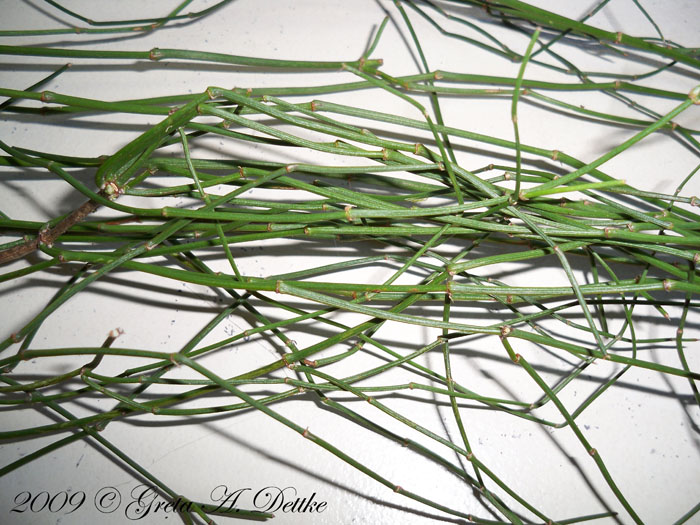 Ephedra tweediana