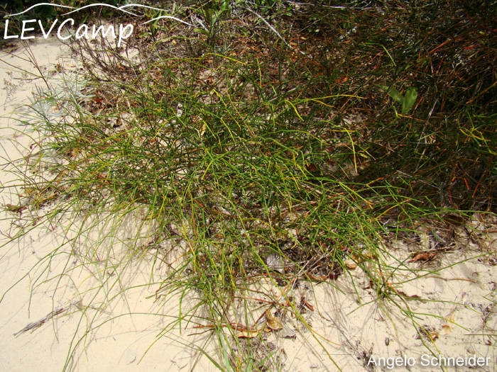 Ephedra tweediana