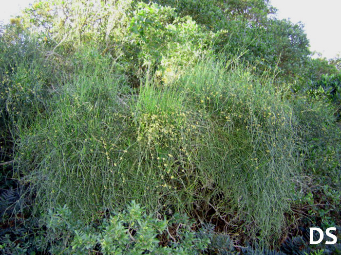 Ephedra tweediana