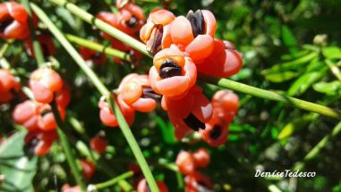 Ephedra tweediana