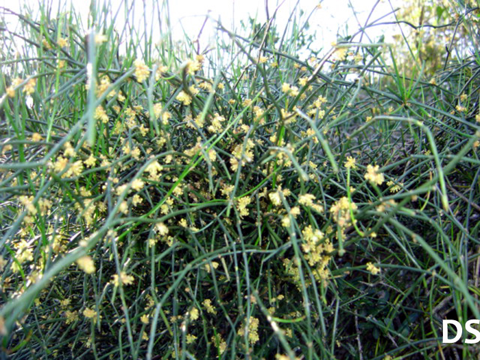 Ephedra tweediana