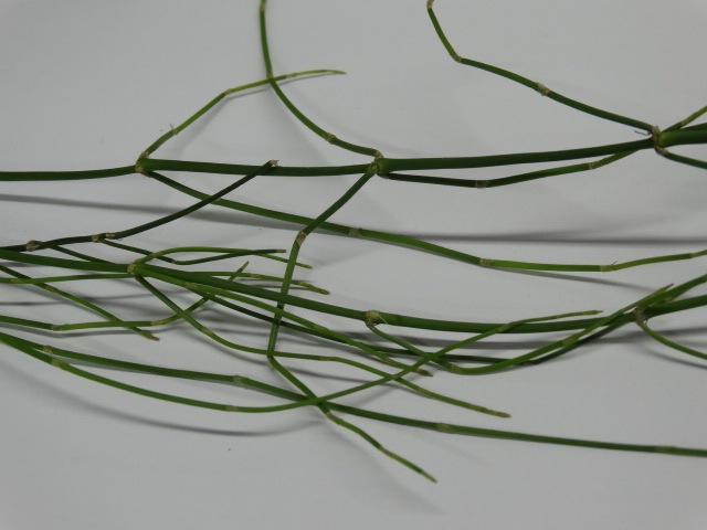 Ephedra tweediana