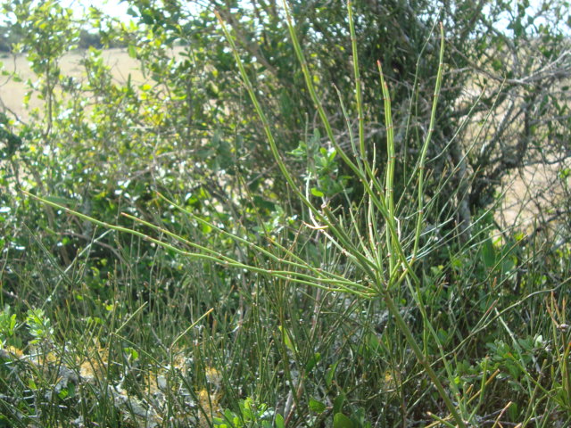 Ephedra tweediana