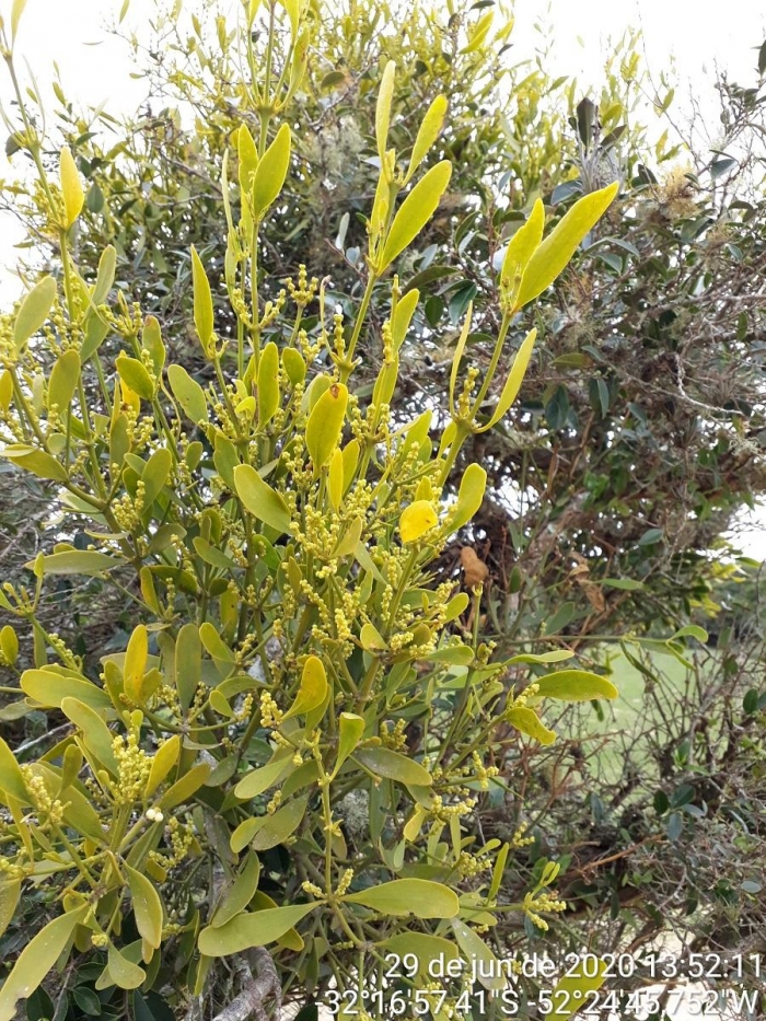 Phoradendron holoxanthum
