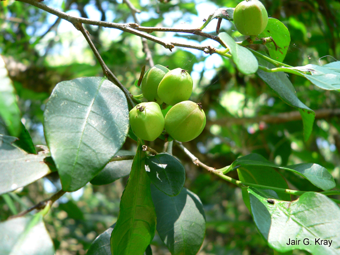 Sebastiania brasiliensis