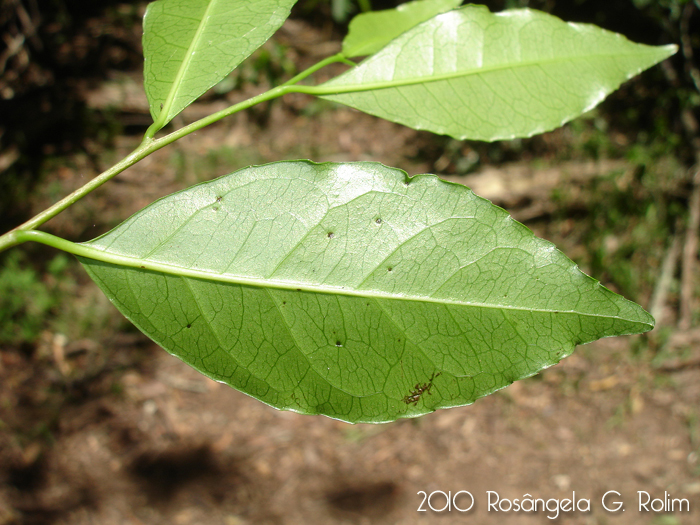 Sebastiania brasiliensis