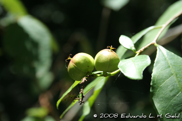 Sebastiania brasiliensis