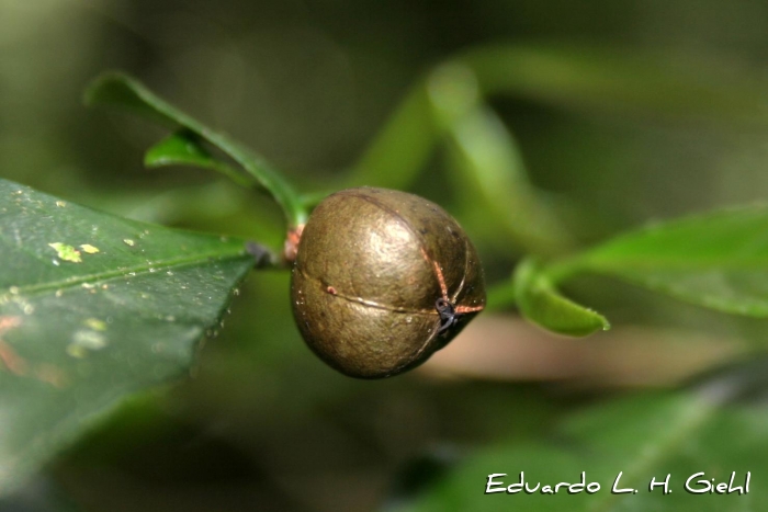 Sebastiania brasiliensis