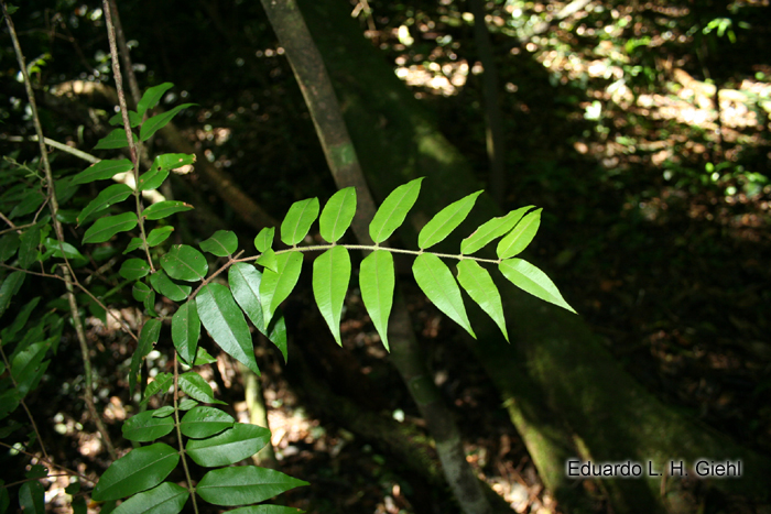 Myrciaria plinioides