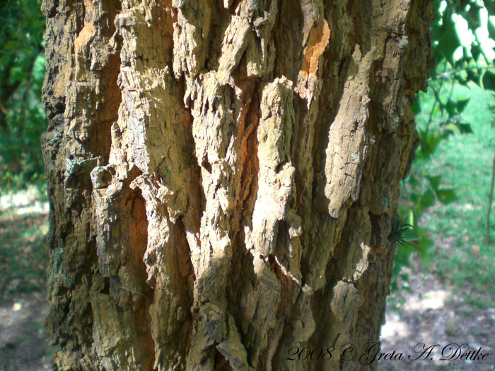 Jodina rhombifolia