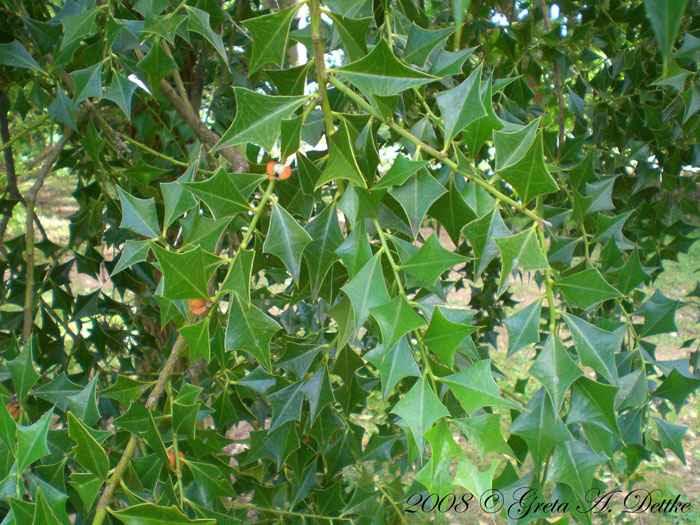 Jodina rhombifolia