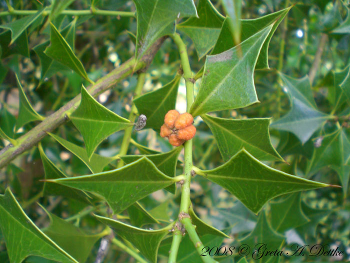 Jodina rhombifolia