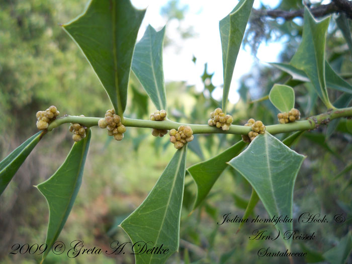 Jodina rhombifolia